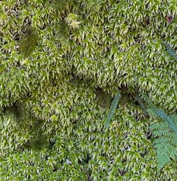 Kepler Track forest GW23FEB25