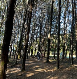 Kepler Track forest M03MAR25