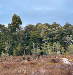 Kepler track forest GW25OCT25