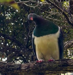 Kereru RM17NOV25