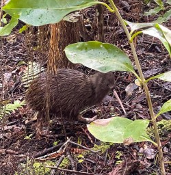 Kiwi bird Stewart Island GW25OCT25 3