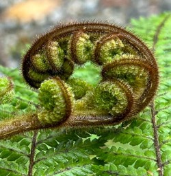 Lake Matheson fern M24MAR25