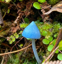 Lake Matheson mushroom M24MAR25