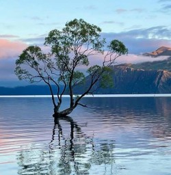 Lake Wanaka tree MP24NOV25
