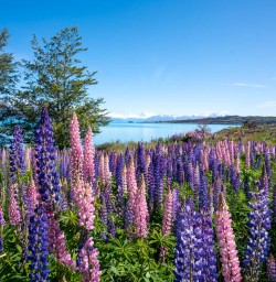 Lupins in Spring