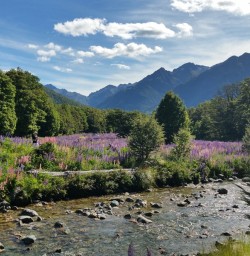 Lupins New Zealand