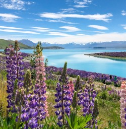 Lupins flowering in lake tekapo2