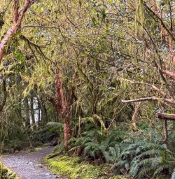 Milford Sound Forest RM03NOV25