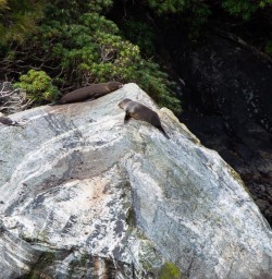 Milford Sound cruise 25FEB25