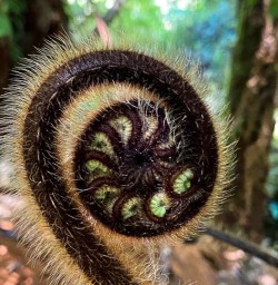 Milford Track New Zealand fern 03FEB25