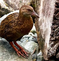 Milford Track Weka 25FEB25