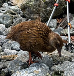 Milford Track Weka bird 16MAR25