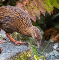 Milford Track Weka bird 25FEB25