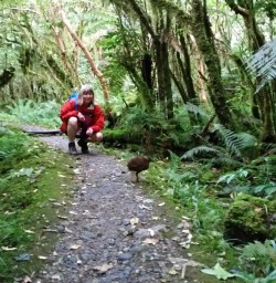Weka on the Milford Track