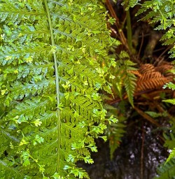 Milford Track ferns GW23FEB25
