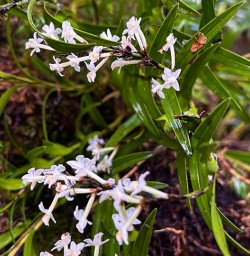 Milford Track flowers GW23FEB25