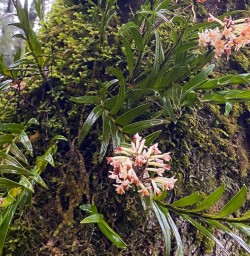 Milford Track forest 16MAR25
