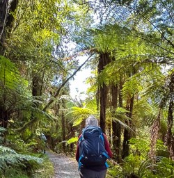 Milford Track forest 25FEB25