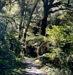 Milford Track forest GE10FEB25