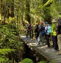 Milford Track guided hike 31JAN25