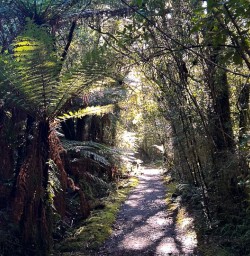 Milford Track hiking tour G03MAR25