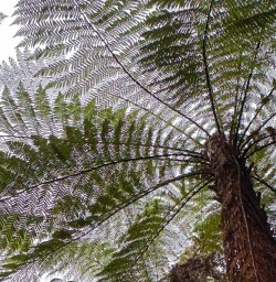 Milford Track rainforest 25FEB25