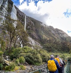 Milford Track rainforest GW23FEB25