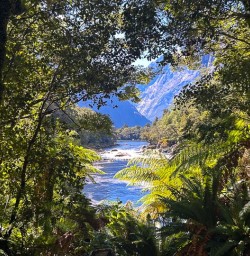 Milford Track rainforests G03MAR25