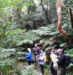 Walking the Milford Track
