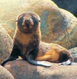 Baby Fur Seal on the Rocks