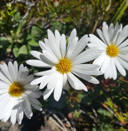 Native Daisies Routeburn Track