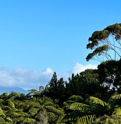 Nelson Lakes National Park forest 24FEB25