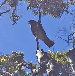 New Zealand Falcon at Martins Bay