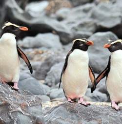 Fiordland Crested Penguins