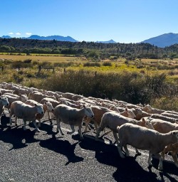 New Zealand South Island GW09JAN25