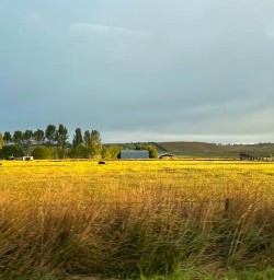 New Zealand country side 25FEB25