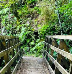 North Island Forest Bridge Walk GN09FEB26
