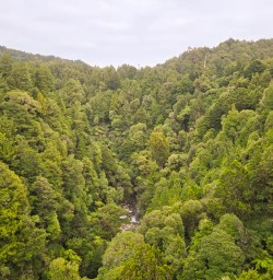 North Islands lush forest GN23MAR26