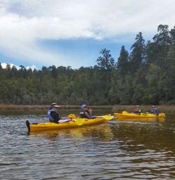 Kayaking through native forest at Okarito lagoon