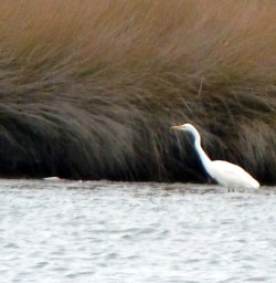 A rare White Heron (Kotoku)