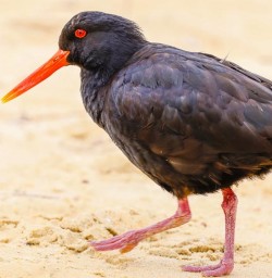 Oystercatcher GE10NOV25