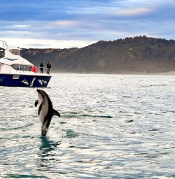 PS Feb Dolphin Swim