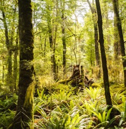 PS March Kepler beech forest