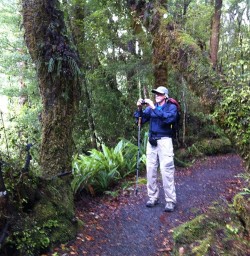 Paparoa Forest Hiking
