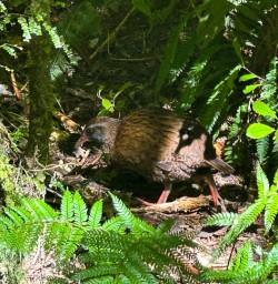 Paparoa National Park Weka bird G24FEB25