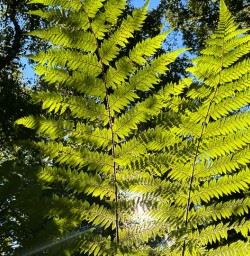 Paparoa National Park fern G24FEB25
