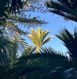 Paparoa National Park forest G10MAR25