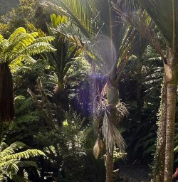 Paparoa National Park forest R03MAR25