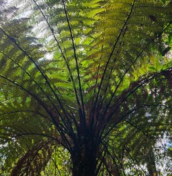 Paparoa National Park native forest R03MAR25