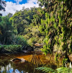 Paparoa National Park river R03MAR25